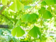 Extract de Ginkgo Biloba