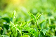 Galat de epigalocatechină (EGCG)